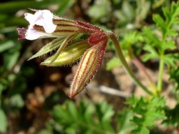 Pelargonium suburbanum subsp. bipinnatifidum 